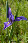 Giant blue iris